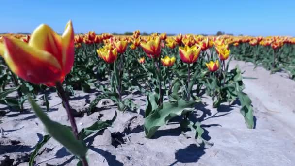 Alas Fuego Tulipán Con Flores Lirio Tierras Cultivo Hoeksche Waard — Vídeos de Stock