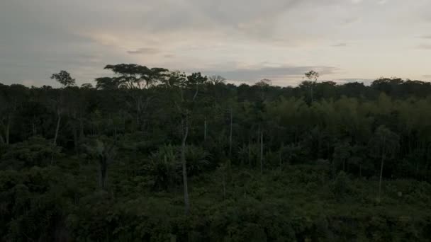 Scenic View Exotic Forest Trees Amazon Rainforest Aerial Panning Left — Video Stock