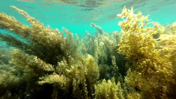Natación Snorkel Arrecife Coral Submarino Planta Flora Vegetación Komodo Parque — Vídeo de stock