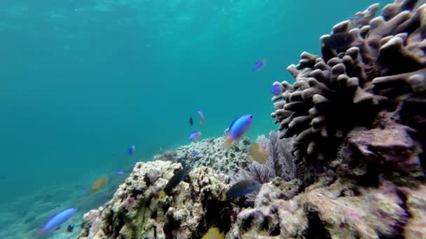 Красочные Тропические Рыбы Коралловом Рифе Незагрязненная Чистая Вода Океана Комодо — стоковое видео