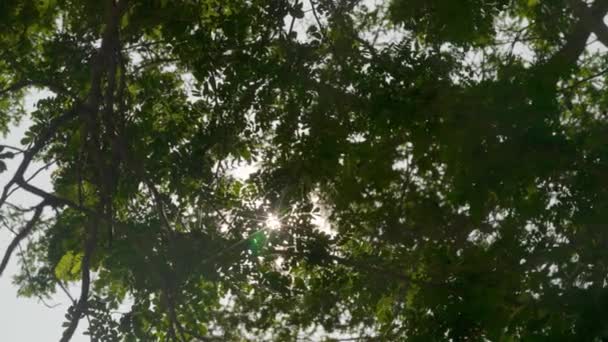 Rayo Sol Domingo Través Bosque Verde Selva Atmósfera Ensueño Brumoso — Vídeos de Stock