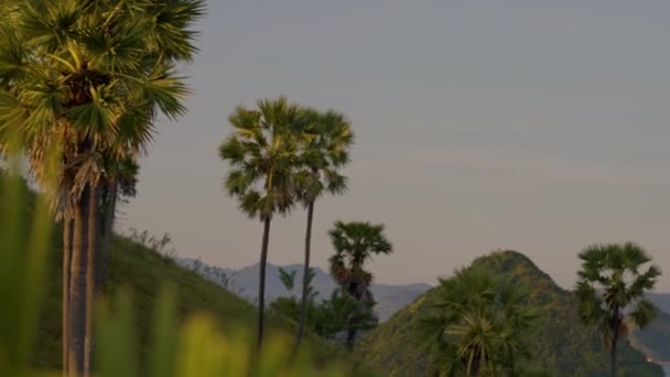 Palmboom Klif Eilanden Archipel Indonesië Komodo Nationaal Park — Stockvideo