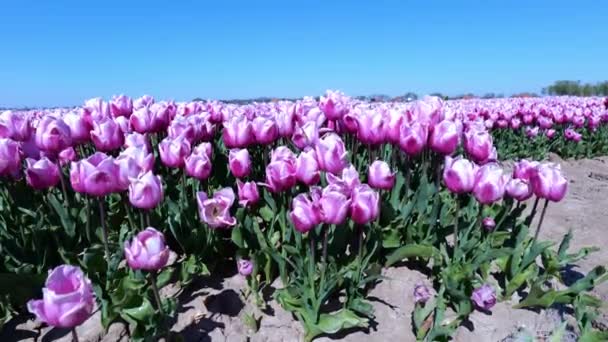 Beautiful Pink Tulips Dutch Tulip Farmland Spring Hoeksche Waard Netherlands — Stockvideo