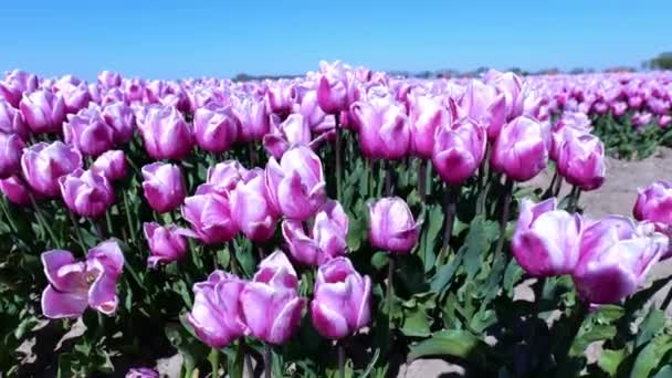Lovely Pink Tulips Farm Hoeksche Waard South Holland Netherlands Close — Stockvideo