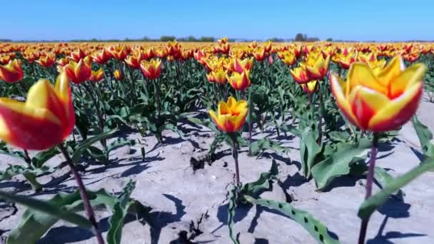 Lily Flowered Tulip Fire Wings Elegant Red Yellow Petals Blooming — Stockvideo