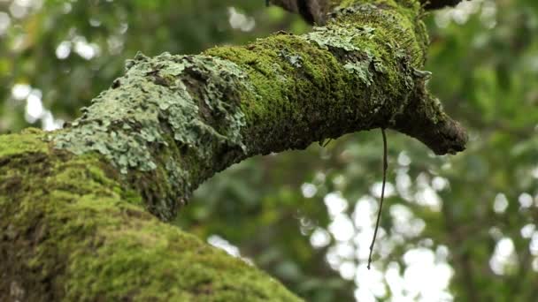 Tronc Arbre Courbé Avec Mousse Verte Fond Flou Forêt Humide — Video