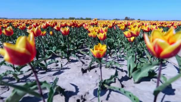 Rojo Deslumbrante Con Vibrantes Flores Amarillas Tulipán Alas Fuego Campo — Vídeo de stock