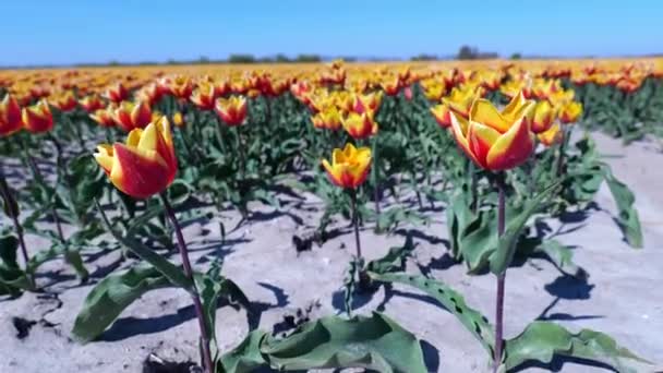 Red Yellow Tulip Fire Wings Blooming Spring Hoeksche Waard Holanda — Vídeo de Stock