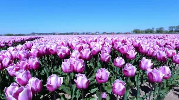 Gyönyörű Rózsaszín Virágzó Tulipánok Gazdaságban Hoeksche Waard Hollandia Széles Statikus — Stock videók