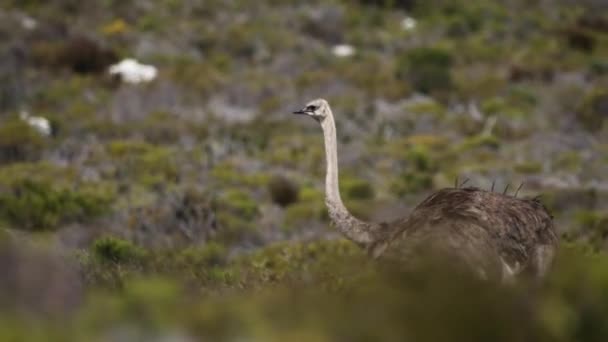 Acercamiento Cámara Lenta Del Avestruz Caminando Por Los Arbustos Sudáfrica — Vídeos de Stock