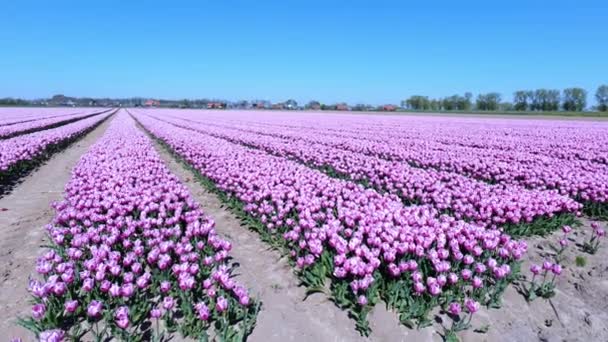 Panoramic View Of Rows Of Pink Tulip Plants In Bloom On The Field In Hoeksche Waard, Netherlands. wide, pan left