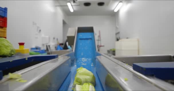 Inspectie Selectie Verwerking Van Sla Voor Voorverpakte Salades Fabriek — Stockvideo