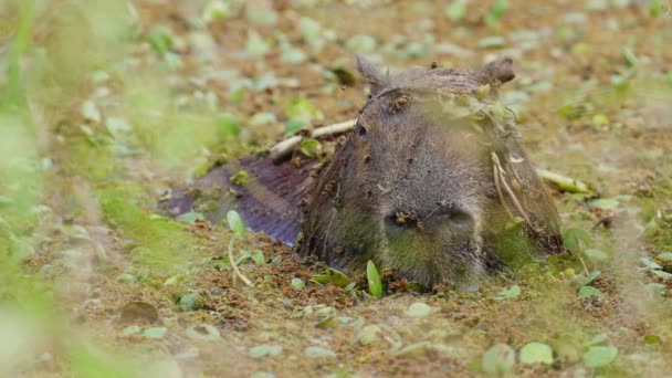 Capybara Hydrochoerus Hydrochaeris Έχοντας Ένα Καταφύγιο Θολά Νερά Πιέστε Αυτιά — Αρχείο Βίντεο