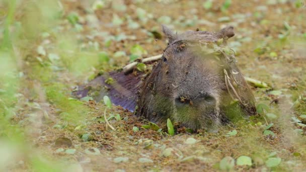 ヒドロホエルス ヒドロホエリスのカピバラは 泥だらけの海に後退し 耳を頭に押し当てて水を外に出し 自然の捕食者から逃れ さまざまなハーブや植物に餌を与えます — ストック動画