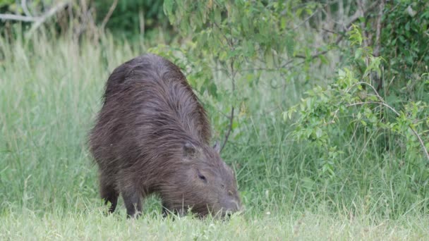 静かで飼い慣らされたカピバラ 南米原産のヒドロコエルス ヒドロケアリス川沿いの様々なハーブや植物と一緒に泳ぐ後 密な植生で忙しい採餌 — ストック動画