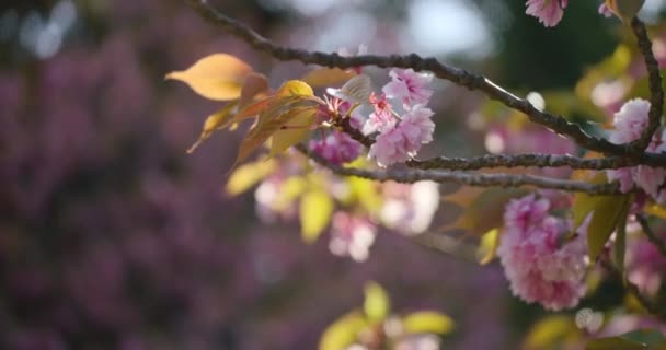 Rosa Blütenblatt Sakura Zweig Blüht Sonnigen Tagen Mit Mehr Blumen — Stockvideo