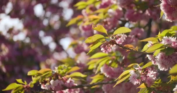 Ogród Sakura Drzew Kwitnących Słoneczny Wiosenny Dzień Płytka Głębokość Pola — Wideo stockowe