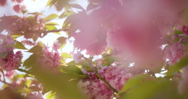 Розовое Дерево Солнечный День Розовым Цветом Переднем Плане Вид Движение — стоковое видео