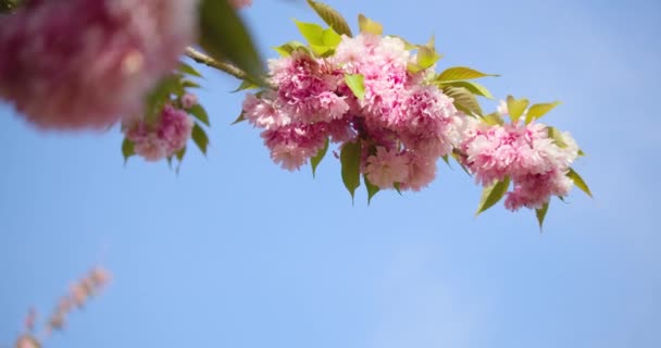 Pink Color Flower Blossom Tall Branch Blue Sky Motion View — Vídeo de Stock