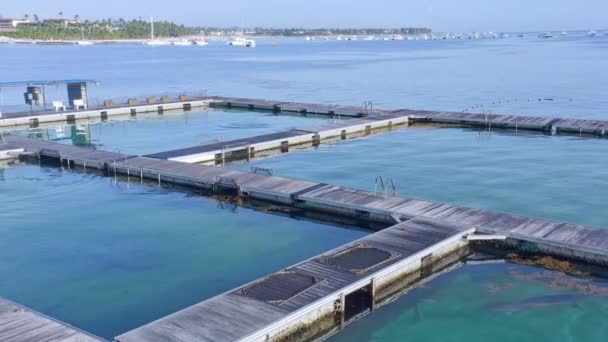 Caraïbische Zee Dolfijn Zwembad Eiland Park Punta Cana Dominicaanse Republiek — Stockvideo