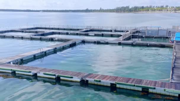 Dolphin Pool Island Park Flyter Havoverflaten Punta Cana Den Dominikanske – stockvideo
