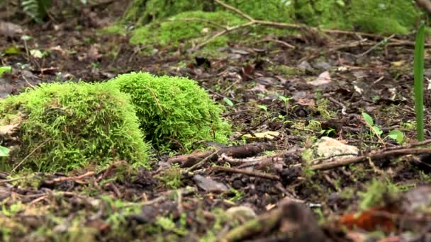 Zona Umida Della Foresta Con Muschio Verde Foglie Rami Albero — Video Stock