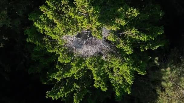 Gray Herons Ardea Cinerea Sit Nests Treetops Swinging Wind Drone — Vídeo de Stock