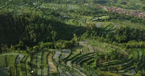 Pemandangan Udara Terhadap Perkebunan Sayur Dan Teh Jawa Tengah Mana — Stok Video