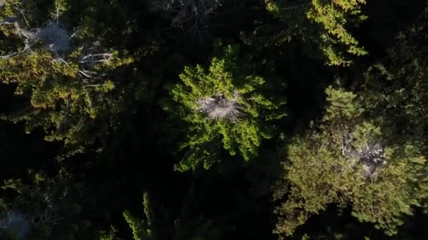 Gray Herons Ardea Cinerea Sit Nests Treetops Swinging Wind Drone — Stock videók