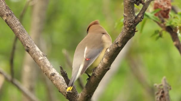 Krásný Zblízka Záběr Zraněného Cedar Voskového Ptáka Sedí Větvi Parku — Stock video