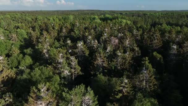 Panorama Góry Gniazd Czapli Szarych Ardea Cinerea Godzinach Wieczornych Estonia — Wideo stockowe