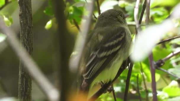 Acadian Flycatcher Ptak Siedzący Małej Gałęzi Gęstym Zielonym Lesie — Wideo stockowe