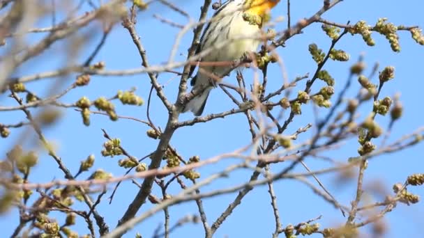Zamknij Statyczny Widok Blackburnian Warbler Ptaka Gałęziach Świetle Słonecznym — Wideo stockowe