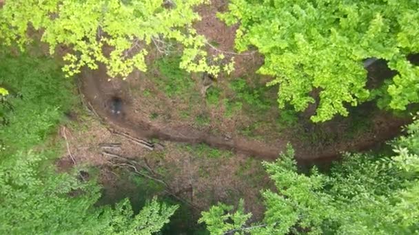 Два Горных Гонщика Искривленной Тропе Лесу Подход Сверху Вниз — стоковое видео