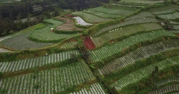 Vista Del Campo Verde Cima Colina Donde Realiza Agricultura Principalmente — Vídeos de Stock