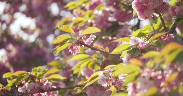 Kwitnące Różowe Drzewo Sakura Świetle Słonecznym Wiśniowe Kwiaty Wiosną Zbliżenie — Wideo stockowe