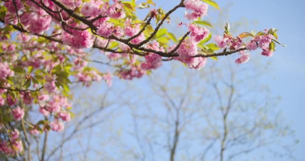 Cherry Blossoms Tree Pink Flowers Bloom Sunny Springtime Close — Stockvideo