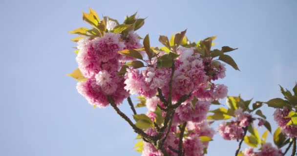 Zbliżenie Kwitnące Różowe Kwiaty Sakura Gałęziach Drzew Przeciwko Błękitne Niebo — Wideo stockowe