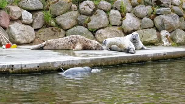 Famiglia Foche Grigie Che Riposano Allo Zoo Wildlife Park Colpo — Video Stock