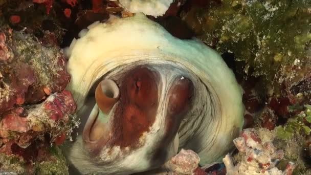 Recife Octopus Respirando Pesadamente Mudando Cor — Vídeo de Stock