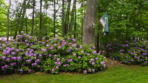 Gire Torno Vários Rhododendrons Florescendo — Vídeo de Stock