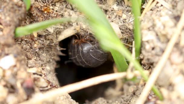小地上甲壳类动物Oniscidea在其巢穴入口处的泥土上等待着 宏观射向近视4K — 图库视频影像