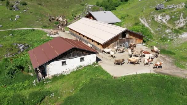 瑞士阿尔卑斯山上的奶牛 高山牧场上的奶牛 Khe Auf Schweizer Alp Schiers Prttigau的Alp Drusa — 图库视频影像
