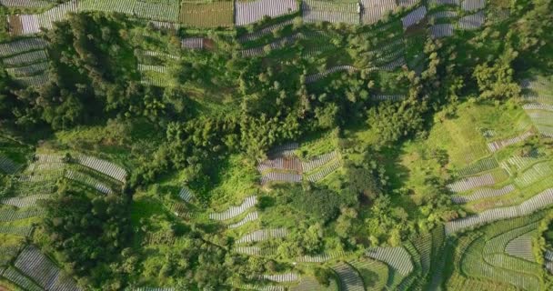 Fallande Antenn Utsikt Över Terrasserade Planteringar Bergssluttning Centrala Java Indonesien — Stockvideo