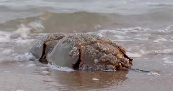 Two Mating Atlantic Horseshoe Crabs Make Way Back Surf — Vídeos de Stock
