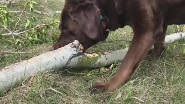 Cute Brown Lab Dog Thinks Beaver Chews Green Tree Branch — Video