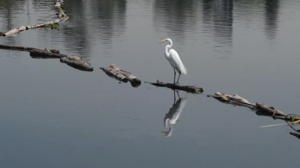 Heron Perched Lake Xochimilco Mexico City Morning — Stock videók