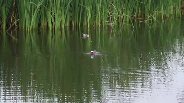 Patos Nadando Lago Xochimilco Cidade México Pela Manhã — Vídeo de Stock