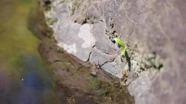 Dragonfly Larvae Nimfa Părăsește Apa Începutul Verii Japonia — Videoclip de stoc