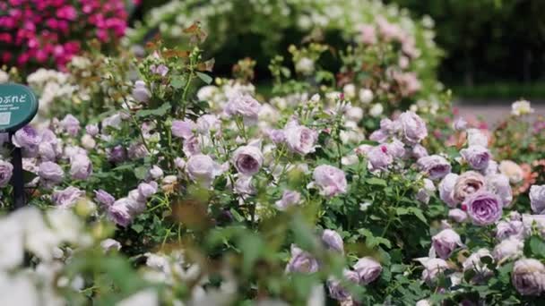 Roses Violettes Colorées Dans Parc Jardin Jour Chaud Ensoleillé — Video